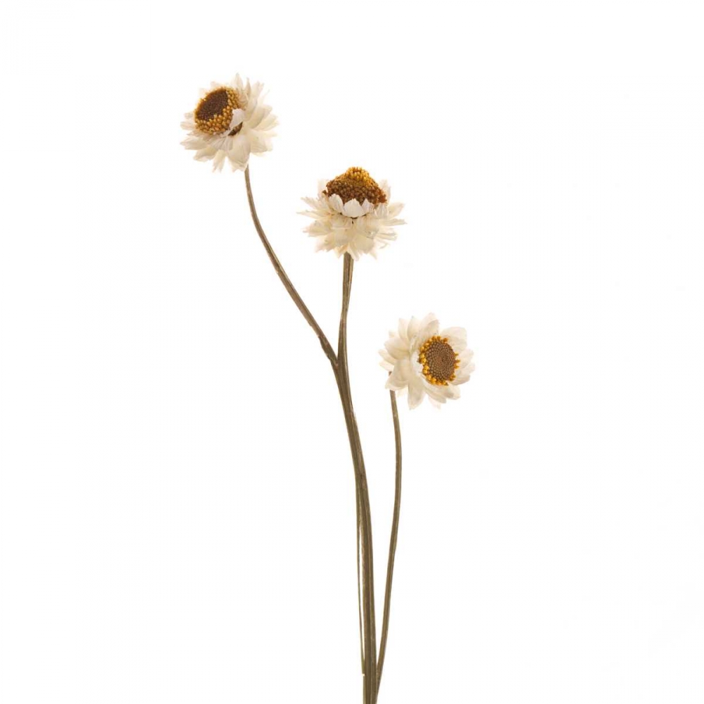 Strawflower art print by Susan Michal for $57.95 CAD