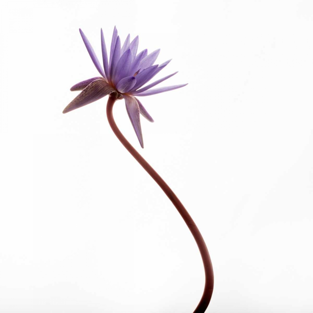 Water Lily art print by Susan Michal for $57.95 CAD