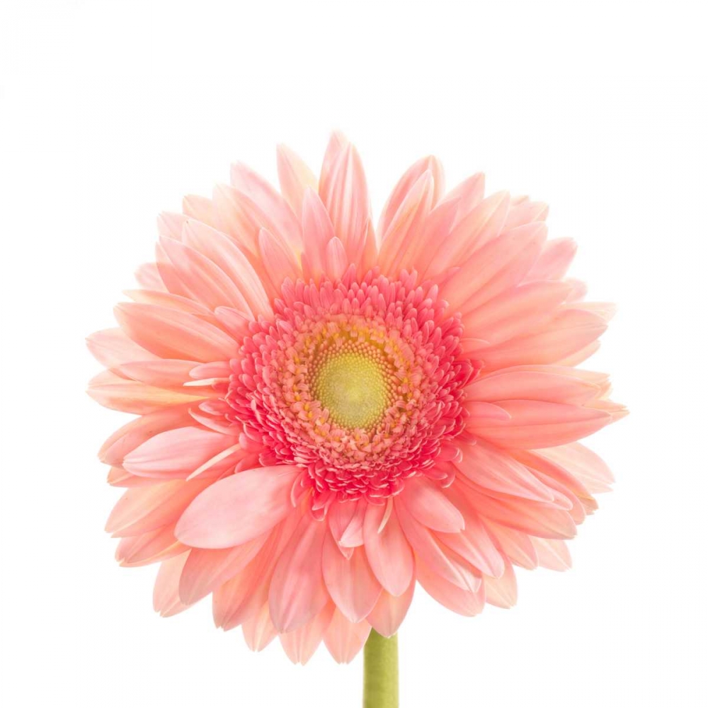 Gerbera Daisy art print by Susan Michal for $57.95 CAD