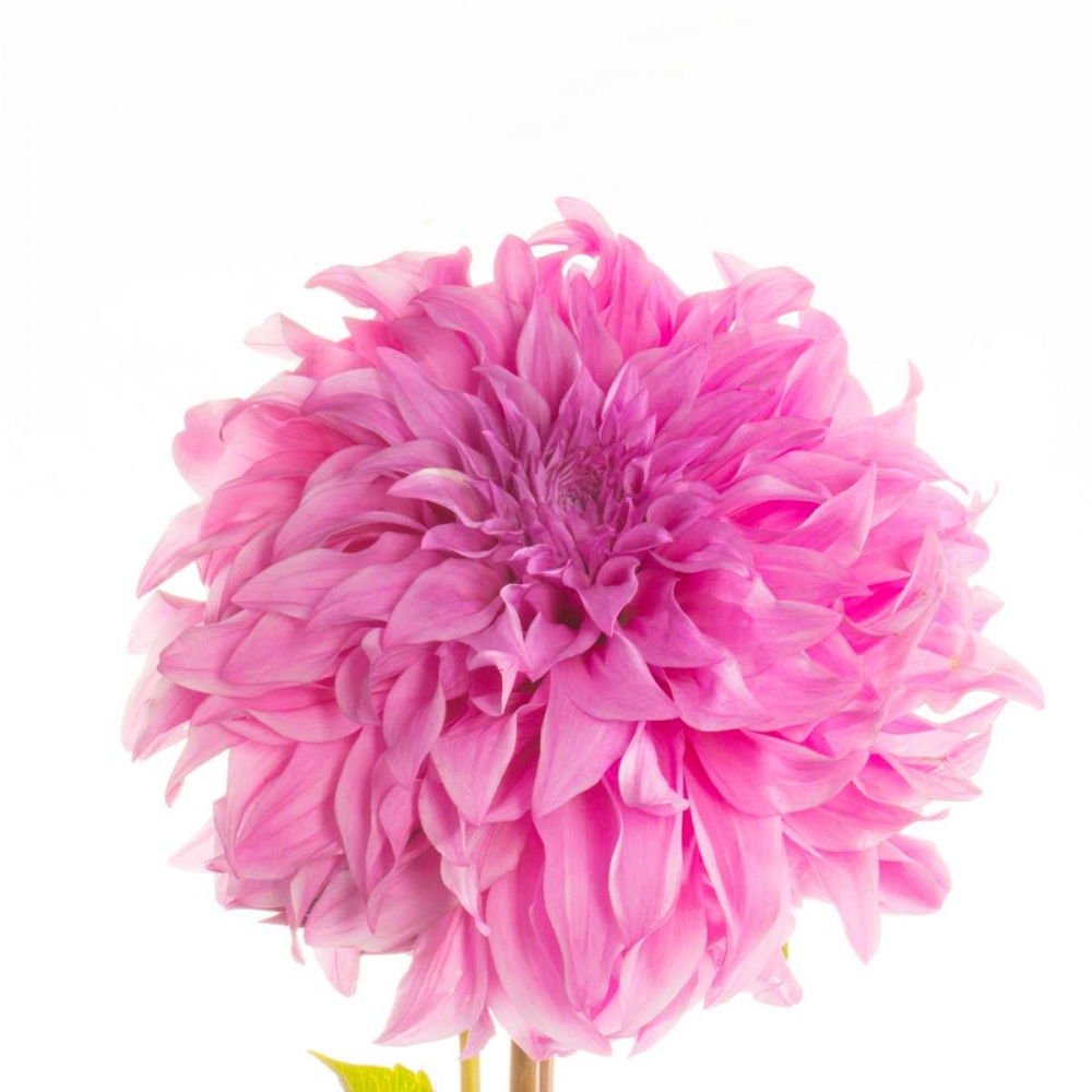 Swan Island Dahlia art print by Susan Michal for $57.95 CAD