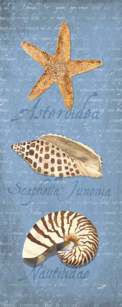 Oceanum Shell Panel Blue II art print by Tara Reed for $57.95 CAD