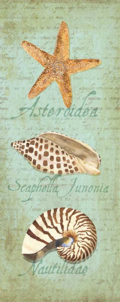 Oceanum Shell Panel Green II art print by Tara Reed for $57.95 CAD