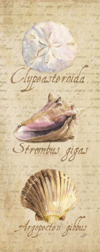 Oceanum Shell Panel Beige I art print by Tara Reed for $57.95 CAD