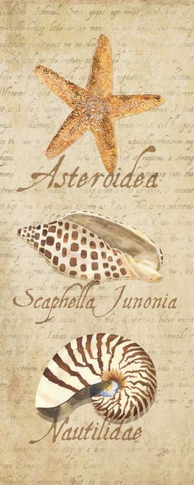 Oceanum Shell Panel Beige II art print by Tara Reed for $57.95 CAD