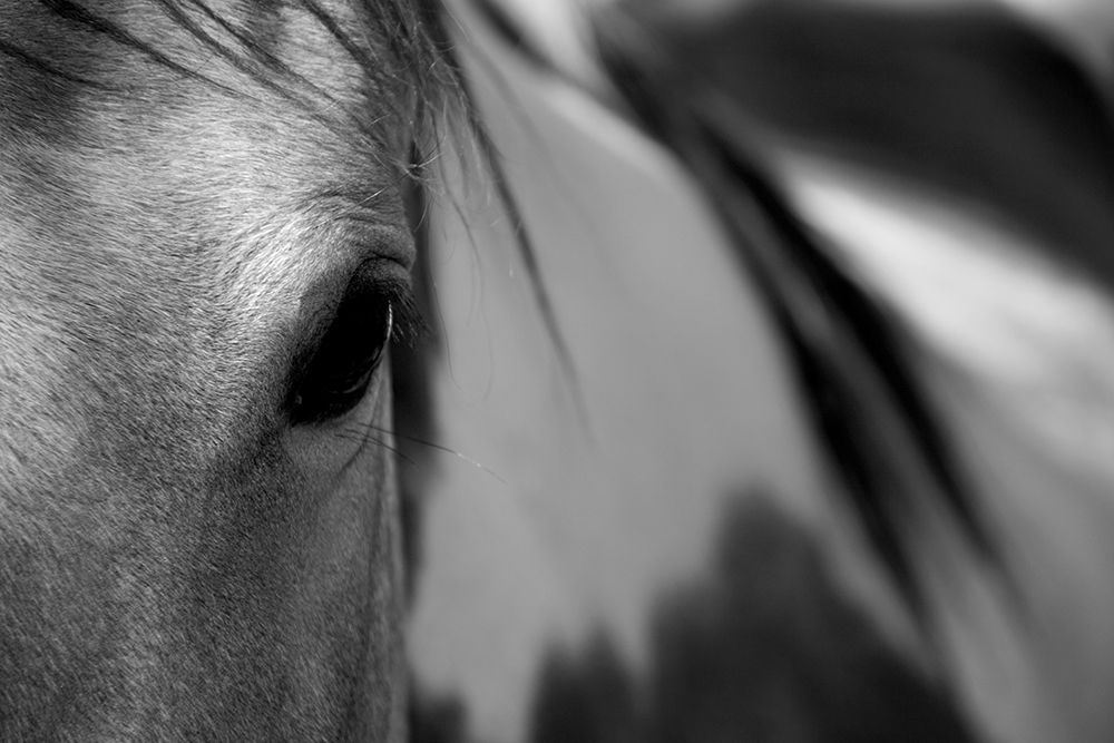 One Eye art print by Lu Anne Tyrrell for $57.95 CAD