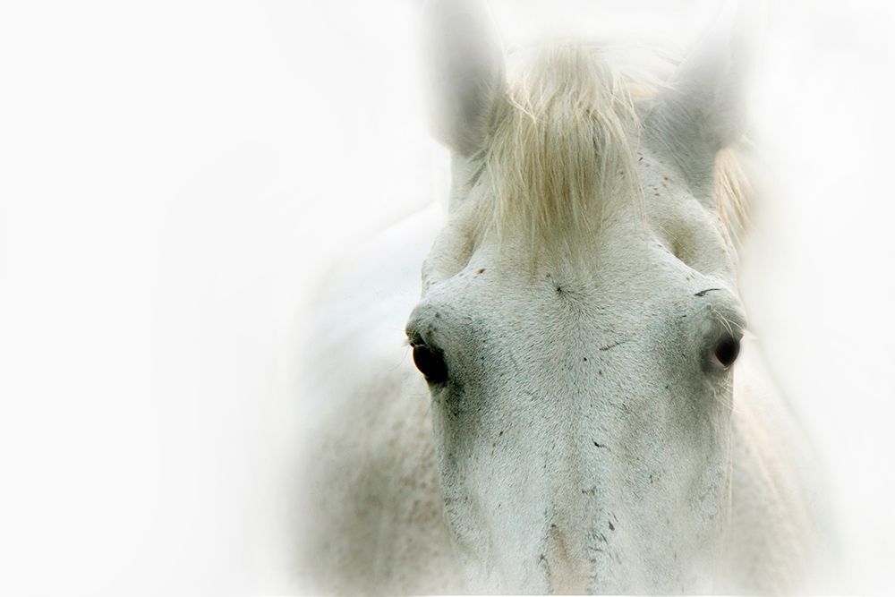 Blanco art print by Lu Anne Tyrrell for $57.95 CAD