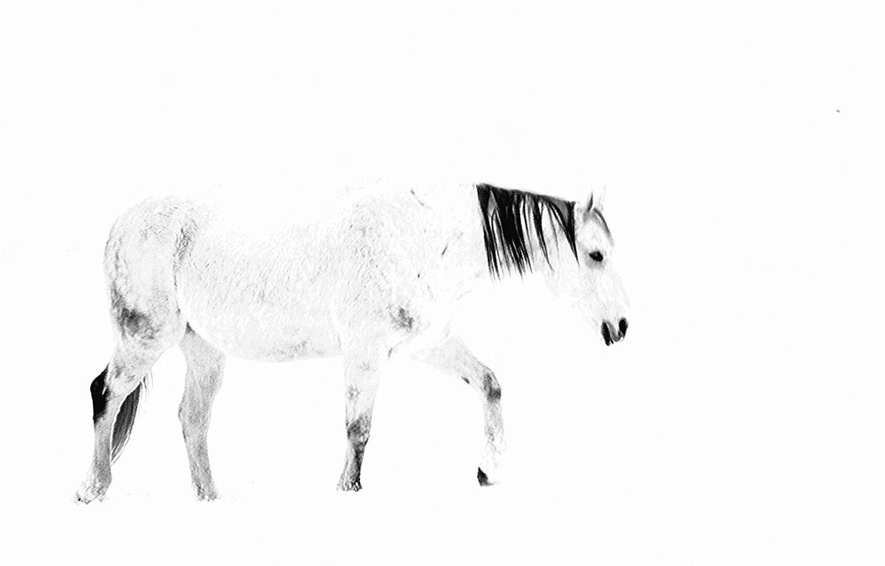 Equine art print by Lu Anne Tyrrell for $57.95 CAD