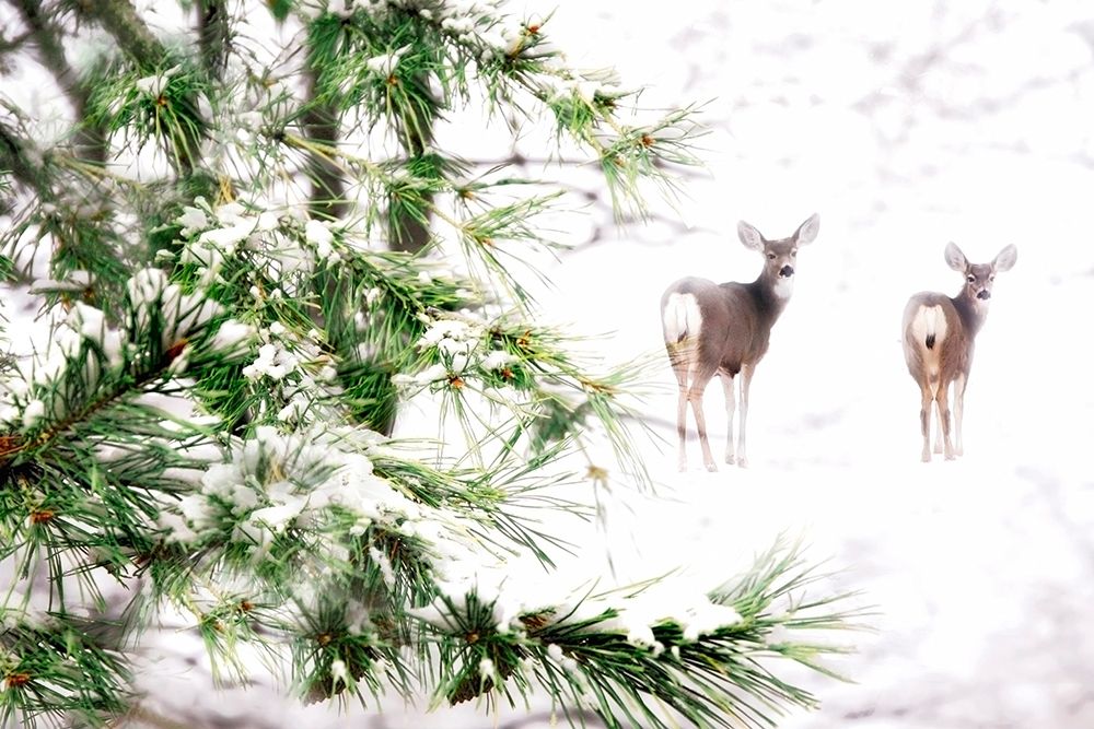 Winters Dream art print by Lu Anne Tyrrell for $57.95 CAD