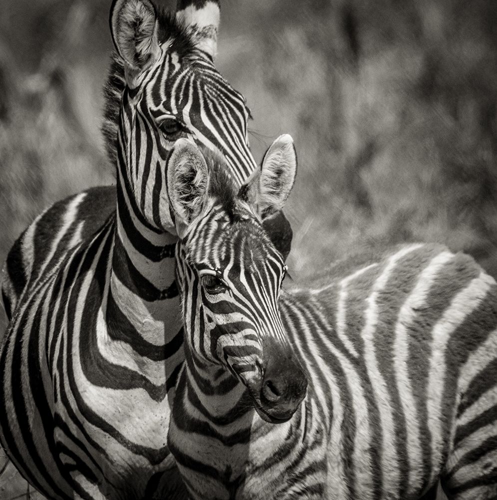 Zebra Pair art print by Susan Michal for $57.95 CAD
