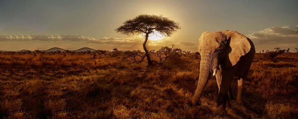 Elephant and Tree art print by Susan Michal for $57.95 CAD