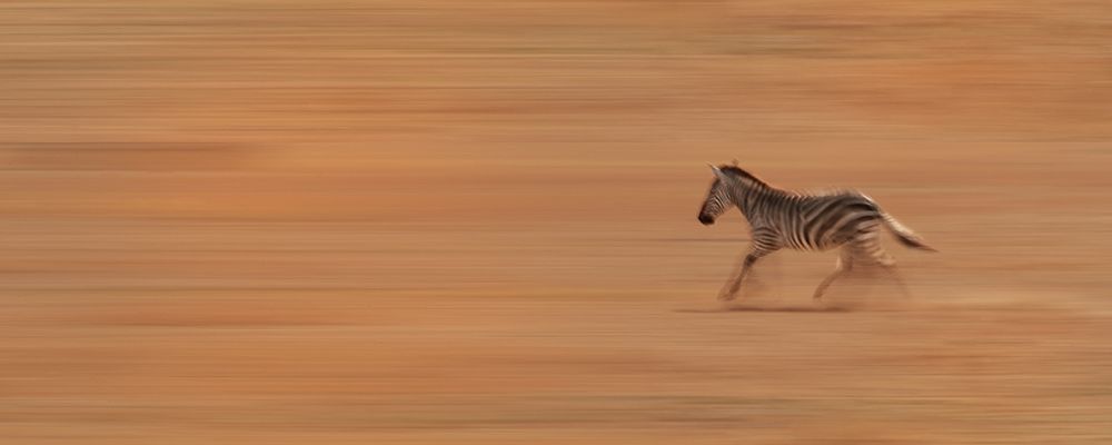 Zebra Running art print by Susan Michal for $57.95 CAD