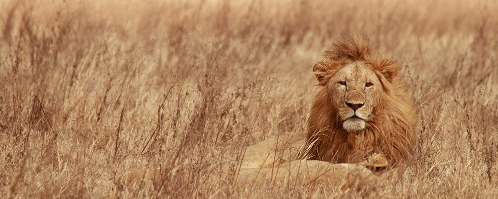 Majestic Lion art print by Susan Michal for $57.95 CAD