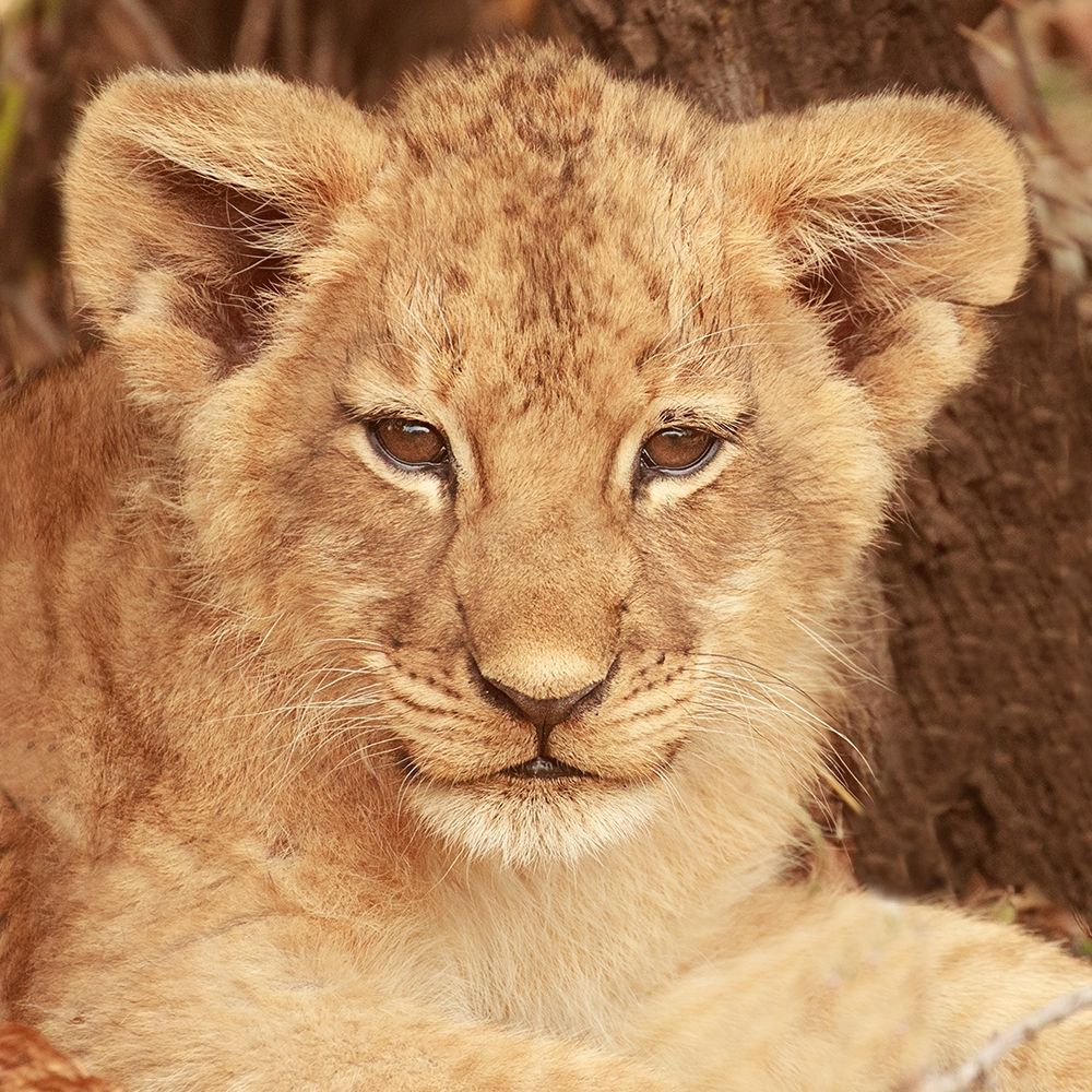 Lion Cub art print by Susan Michal for $57.95 CAD