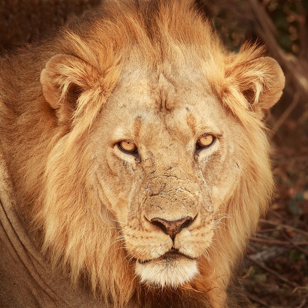Lion Up Close art print by Susan Michal for $57.95 CAD