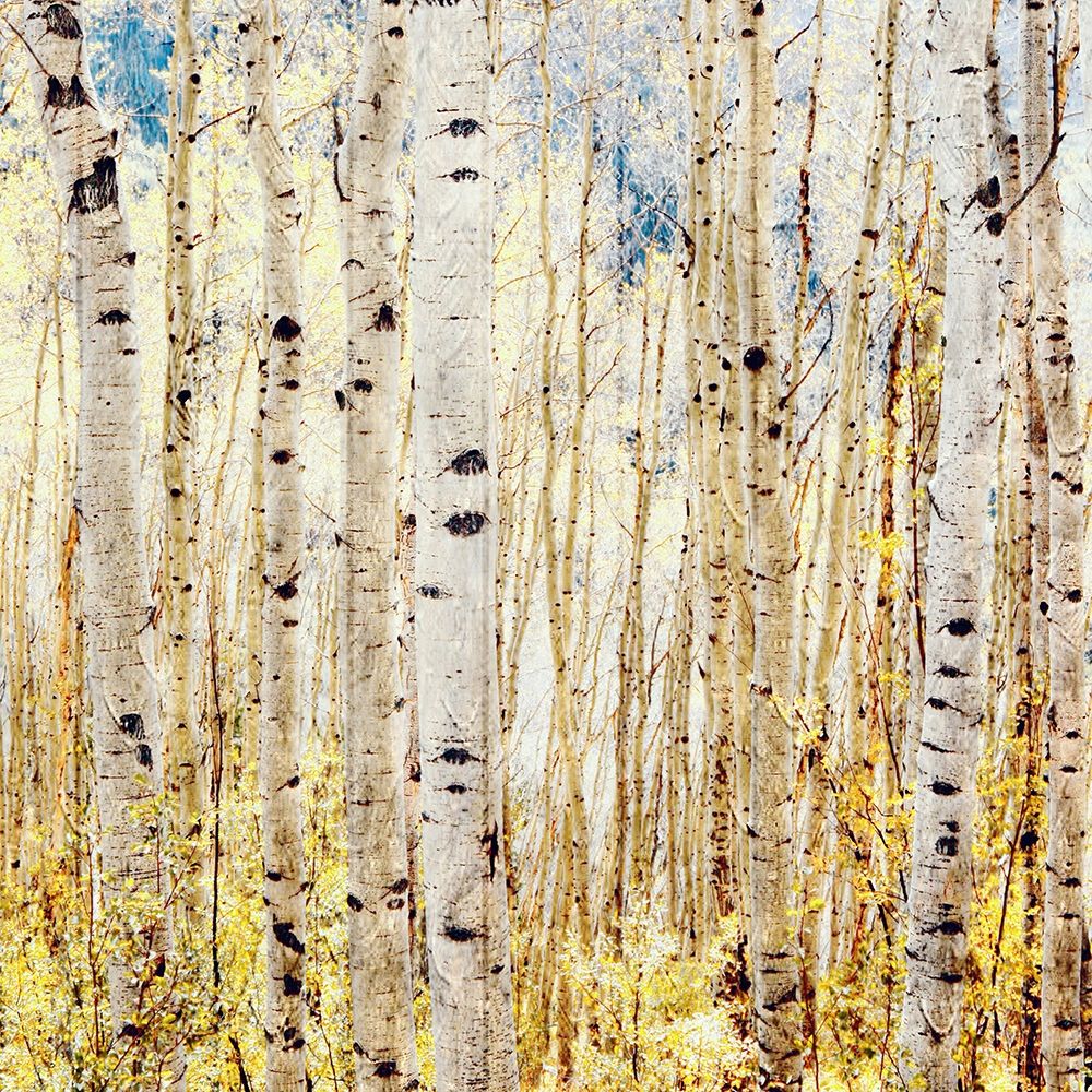 Birch Grove art print by Lu Anne Tyrrell for $57.95 CAD