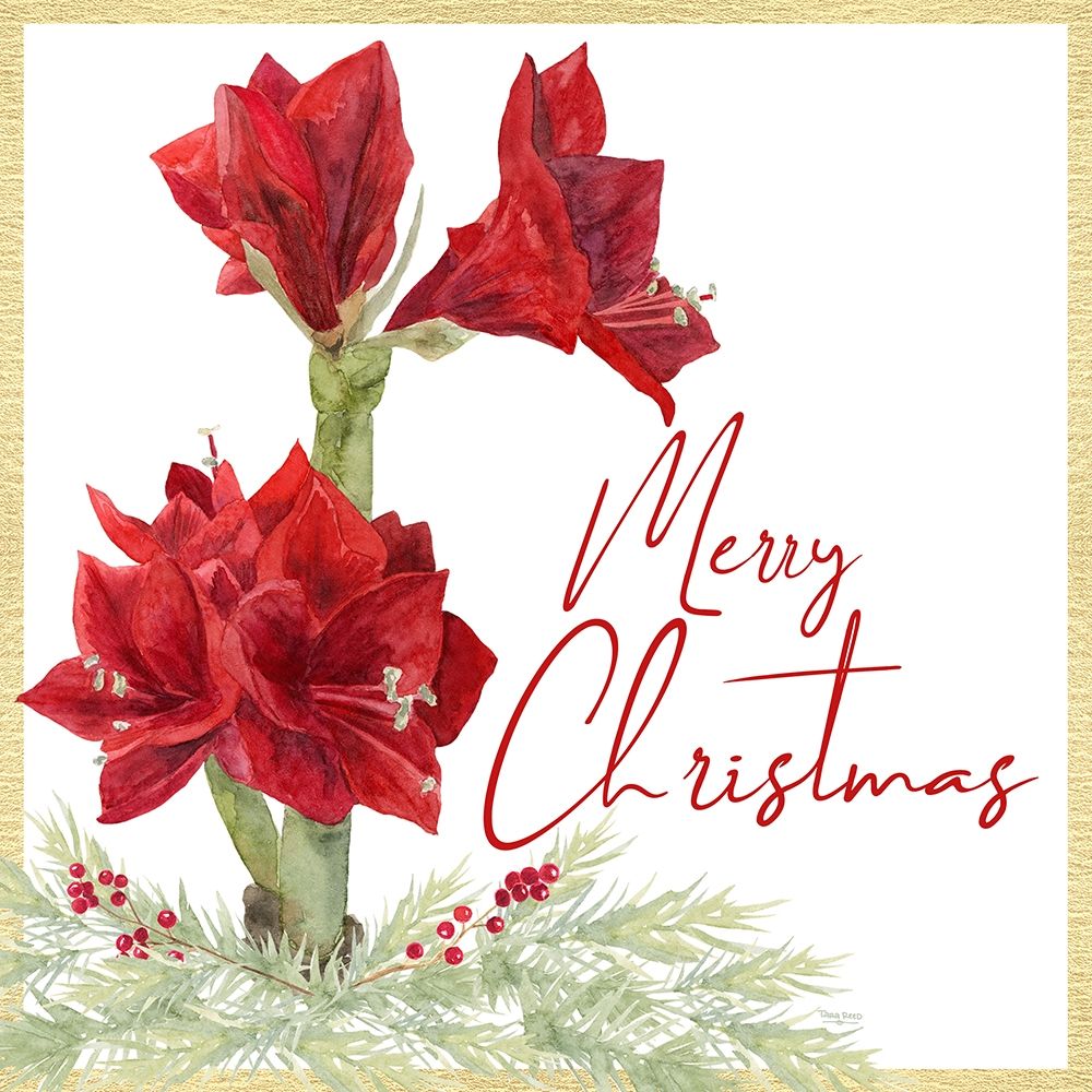 Merry Amaryllis VI art print by Tara Reed for $57.95 CAD