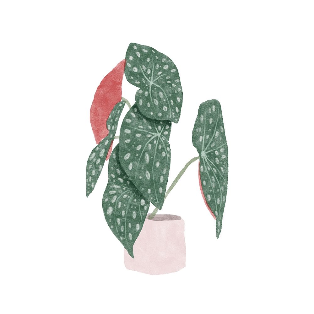 Polka Dot Begonia I art print by Bannarot for $57.95 CAD