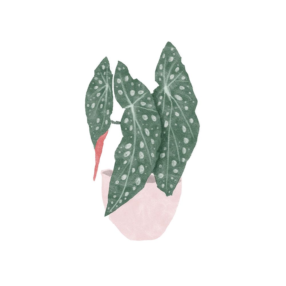 Polka Dot Begonia II art print by Bannarot for $57.95 CAD