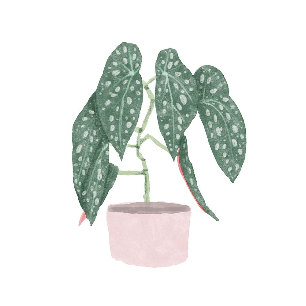 Polka Dot Begonia III art print by Bannarot for $57.95 CAD