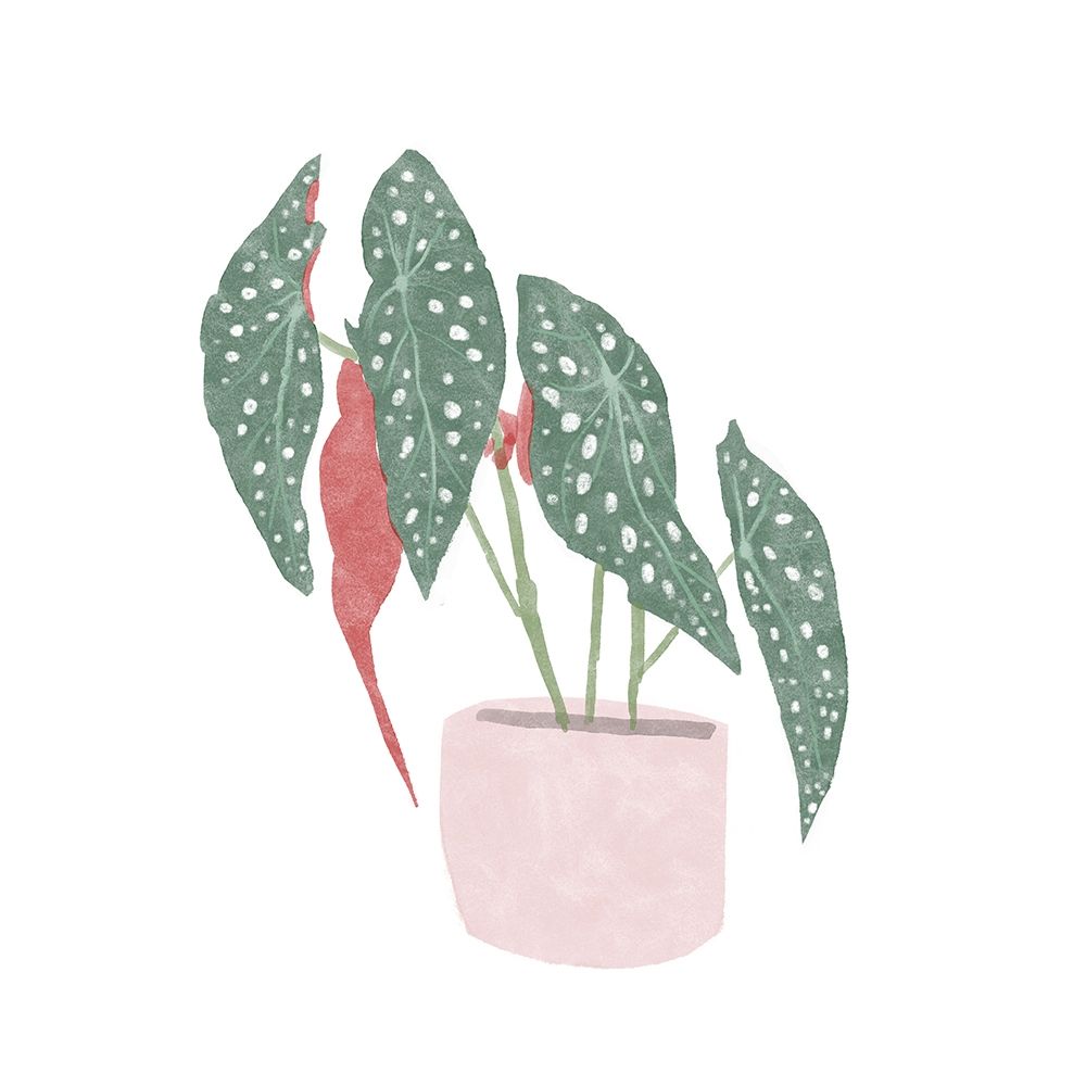 Polka Dot Begonia IV art print by Bannarot for $57.95 CAD