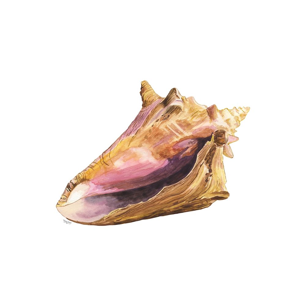 Oceanum Shells white I-Conch art print by Tara Reed for $57.95 CAD