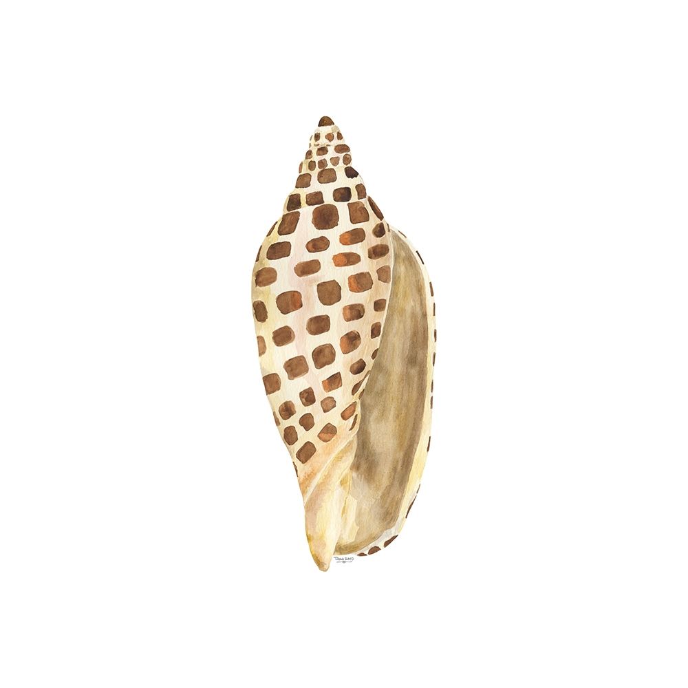 Oceanum Shells white II-Junonia art print by Tara Reed for $57.95 CAD