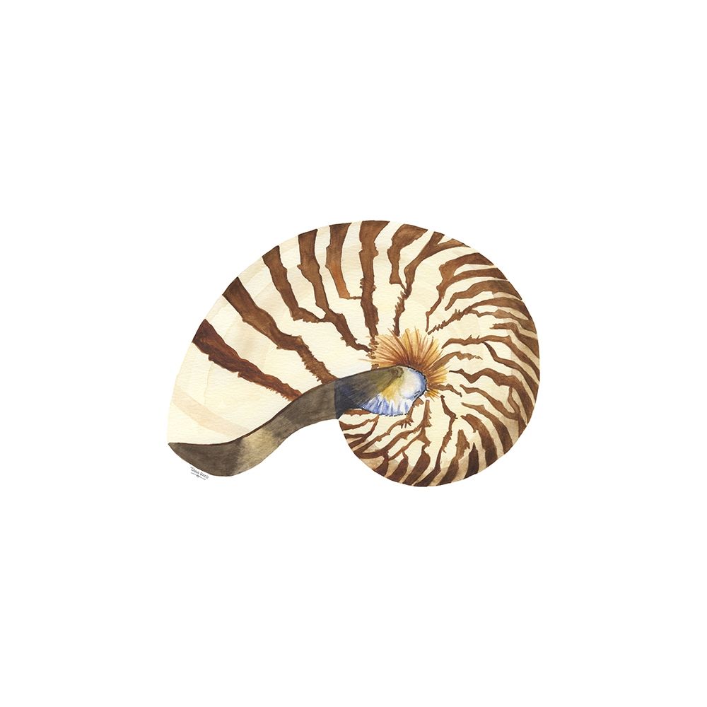 Oceanum Shells white III-Nautilus art print by Tara Reed for $57.95 CAD