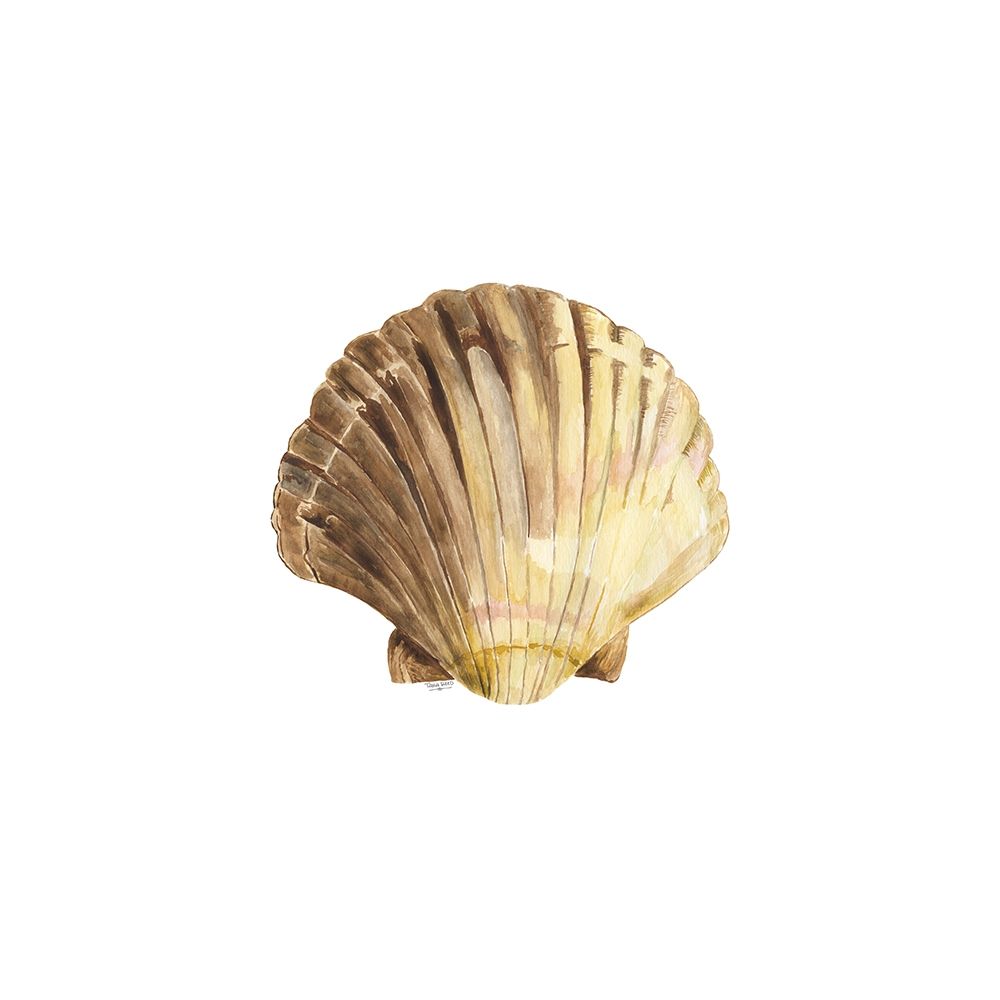 Oceanum Shells white V-Scallop art print by Tara Reed for $57.95 CAD