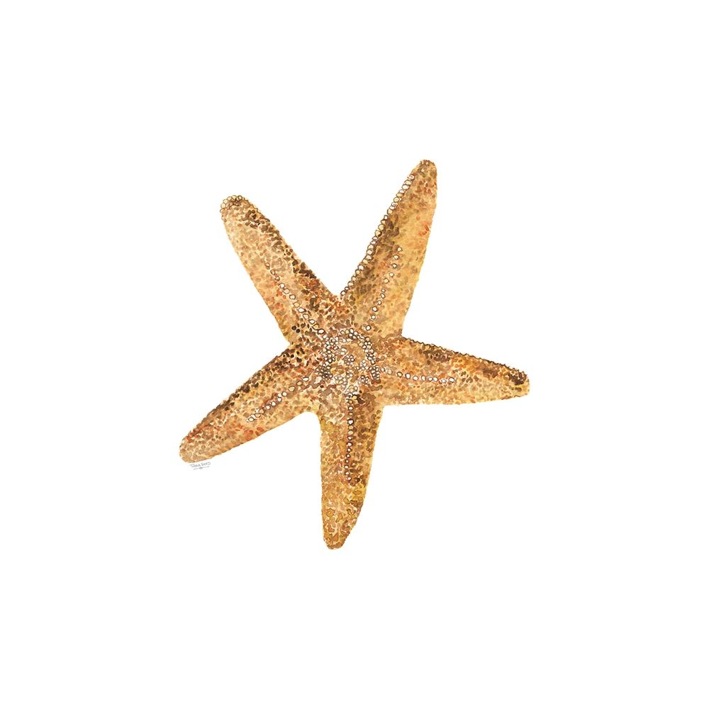 Oceanum Shells white VI-Sea Star art print by Tara Reed for $57.95 CAD