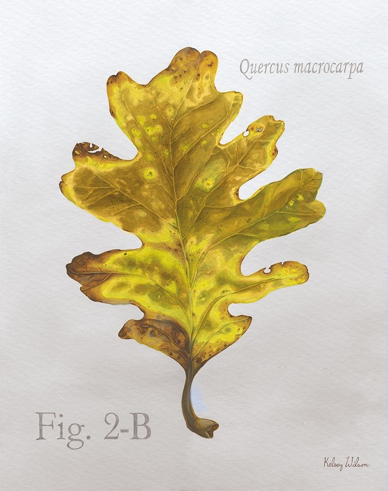 Autumn  Leaves on Gray III-Oak art print by Kelsey Wilson for $57.95 CAD