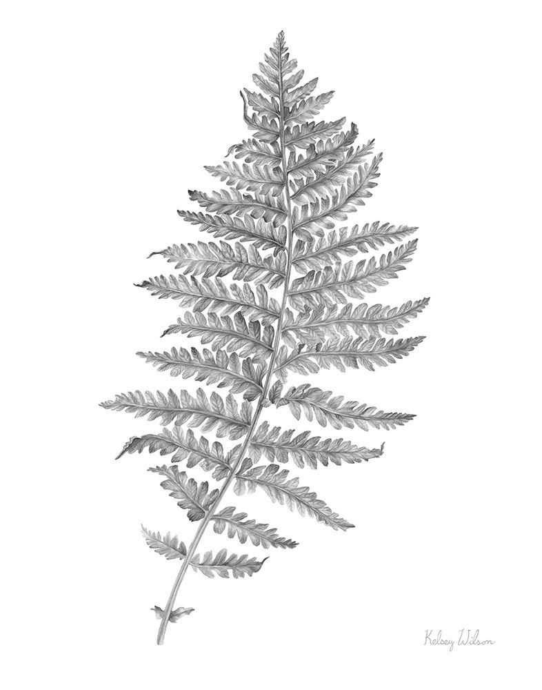 Neutral Fern II art print by Kelsey Wilson for $57.95 CAD