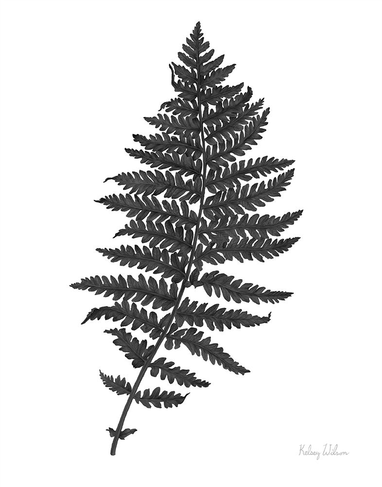 Neutral Fern black II art print by Kelsey Wilson for $57.95 CAD