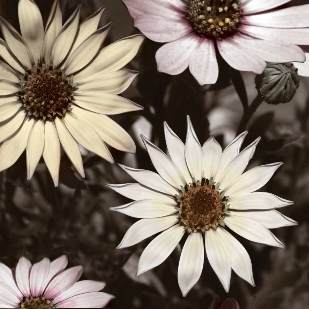 Hint of Spring I art print by Denise Romita for $57.95 CAD