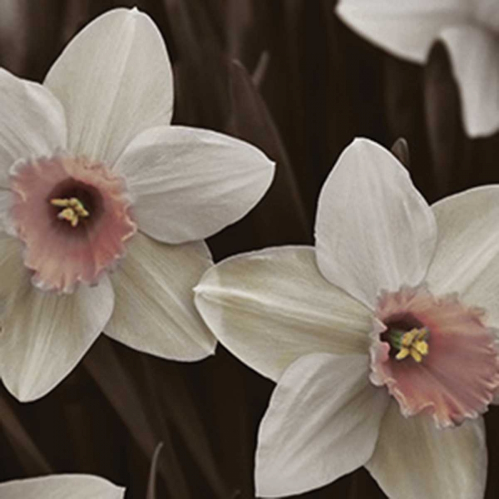 Hint of Spring III art print by Denise Romita for $57.95 CAD