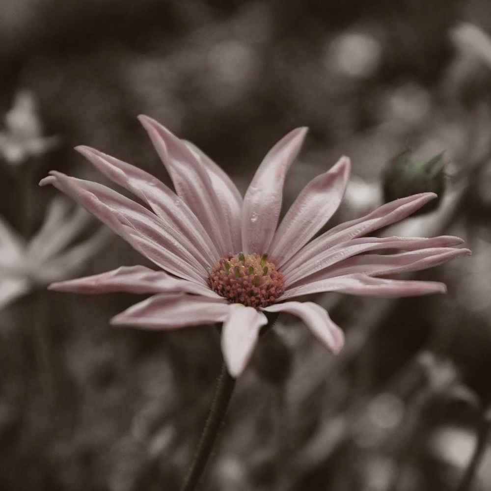 Hint of Spring IV art print by Denise Romita for $57.95 CAD