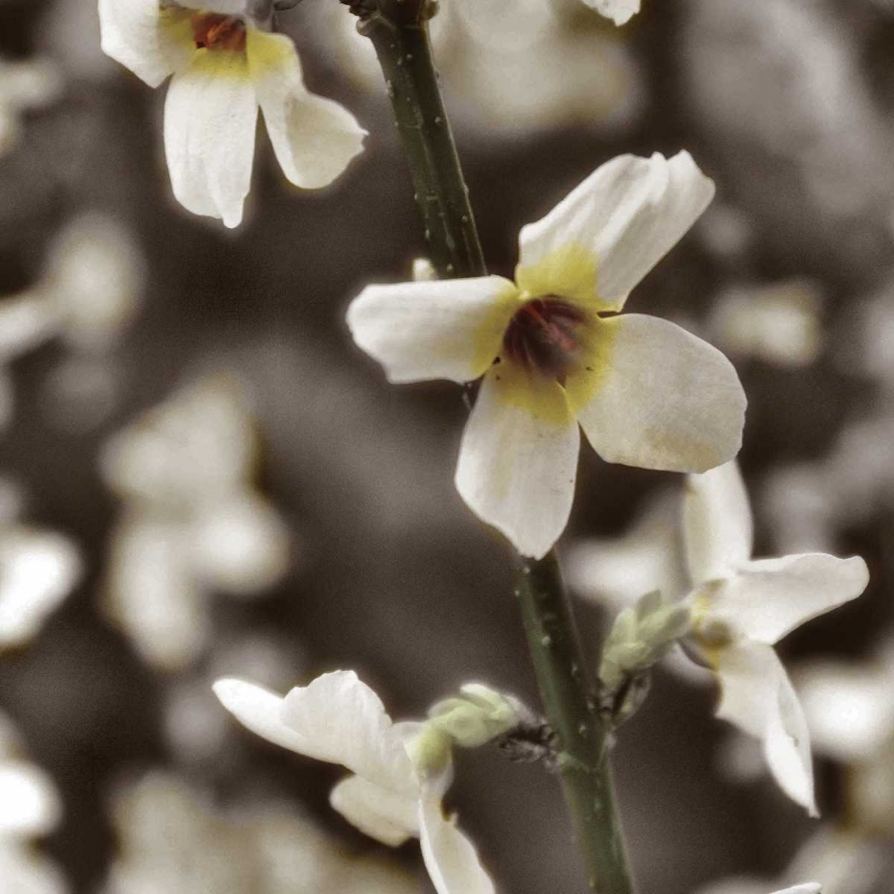 Hint of Spring VI art print by Denise Romita for $57.95 CAD