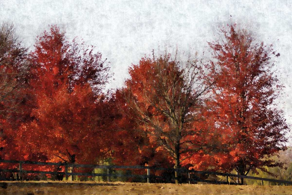 Fall Reds art print by Denise Romita for $57.95 CAD