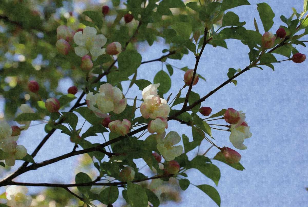 Blossom Branch art print by Denise Romita for $57.95 CAD