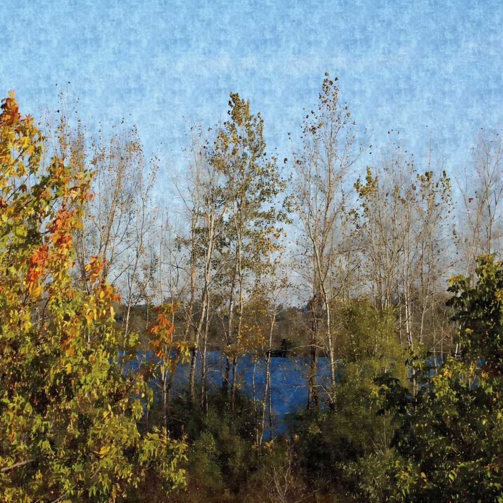 Trees of Fall art print by Denise Romita for $57.95 CAD