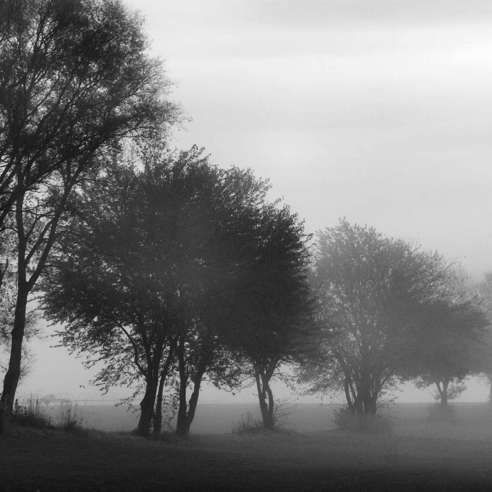 Fog Through the Trees I art print by Denise Romita for $57.95 CAD