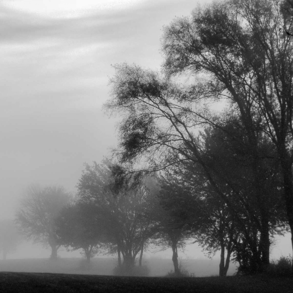 Fog Through the Trees II art print by Denise Romita for $57.95 CAD
