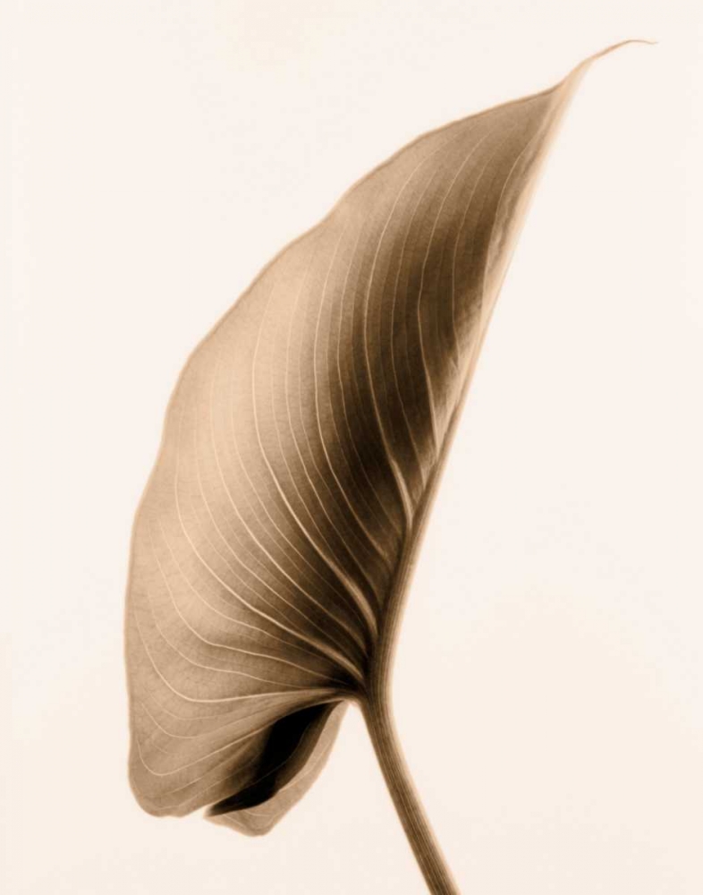 Alocasia 1 art print by Julie Greenwood for $57.95 CAD