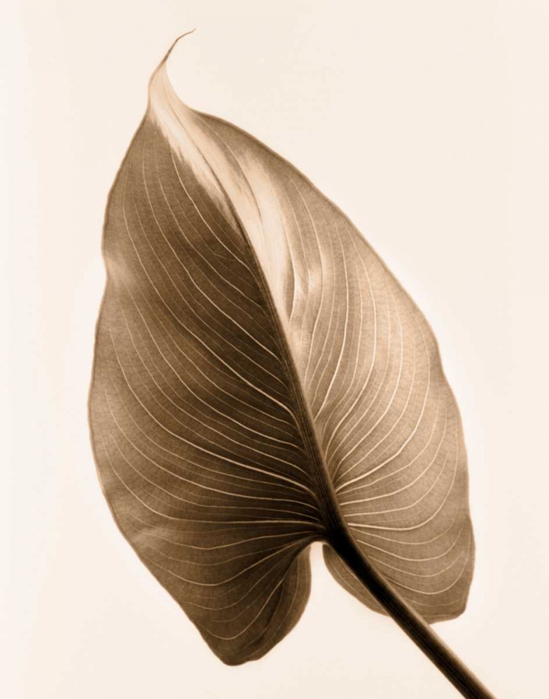 Alocasia 2 art print by Julie Greenwood for $57.95 CAD