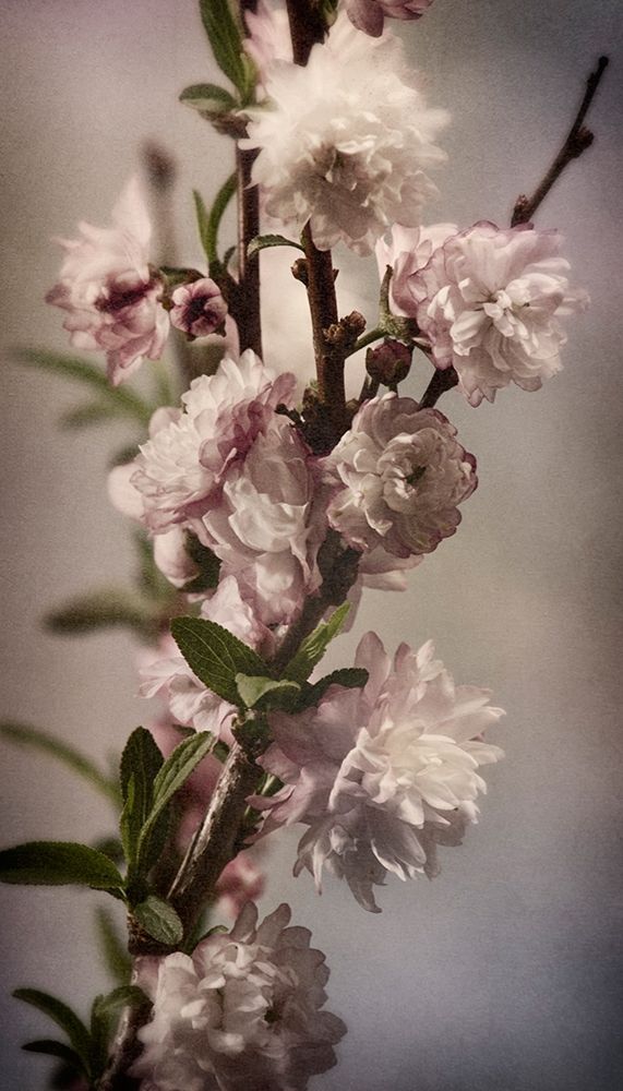 Blossoming Almond 1 art print by Julie Greenwood for $57.95 CAD