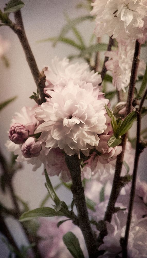 Blossoming Almond 2 art print by Julie Greenwood for $57.95 CAD