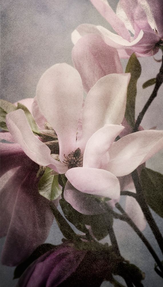 Magnolia Memories 1 art print by Julie Greenwood for $57.95 CAD