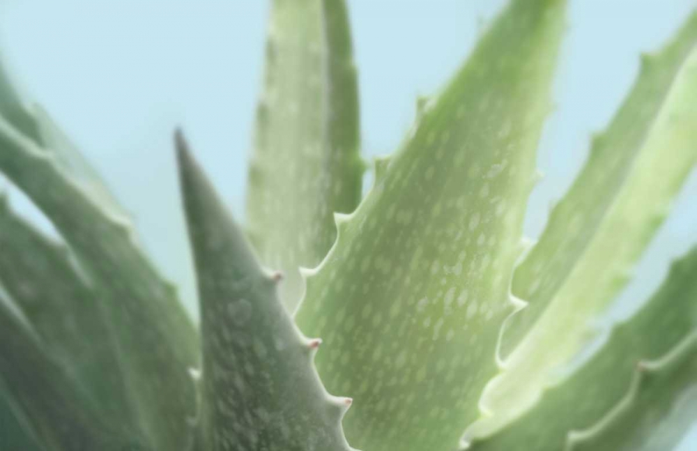 Soft Focus Succulent 1 art print by Julie Greenwood for $57.95 CAD