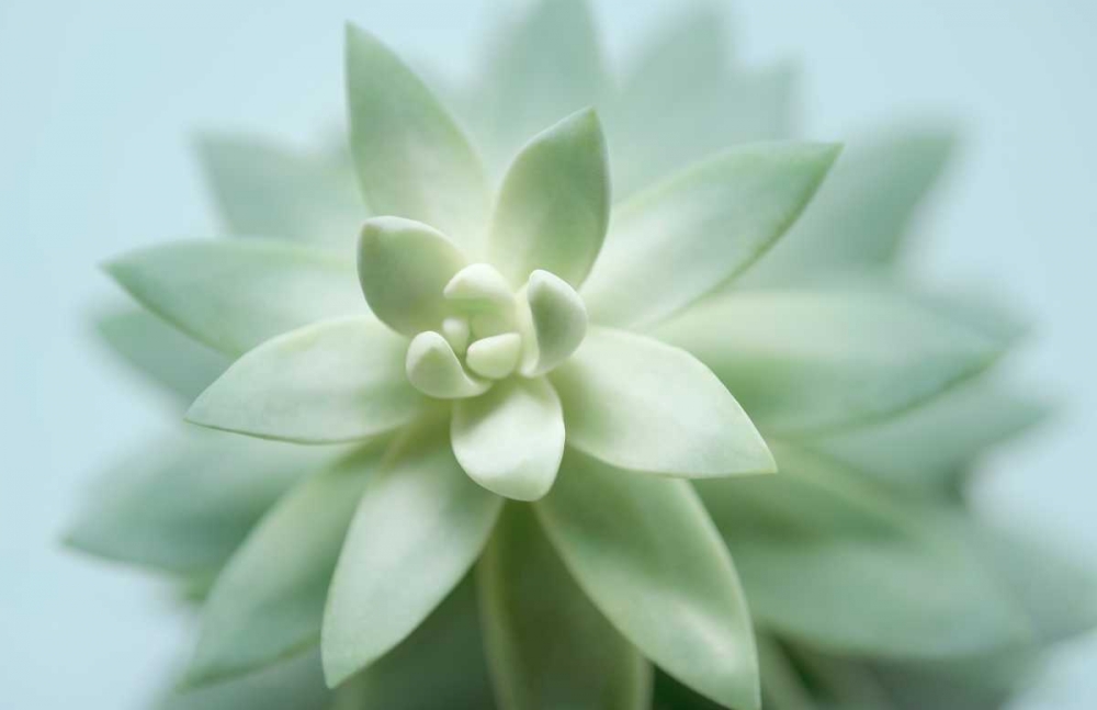 Soft Focus Succulent 2 art print by Julie Greenwood for $57.95 CAD