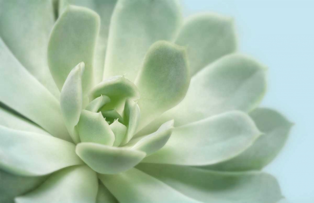 Soft Focus Succulent 3 art print by Julie Greenwood for $57.95 CAD