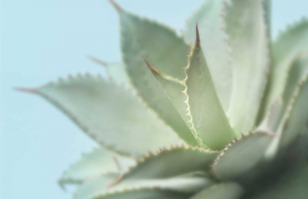 Soft Focus Succulent 4 art print by Julie Greenwood for $57.95 CAD